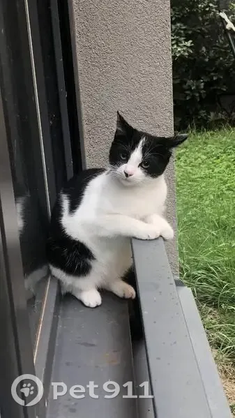 Jeune chat noir et blanc trouvé à Lyon - photo