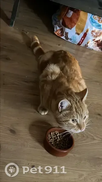 Chat roux tigré trouvé à Bordeaux - photo
