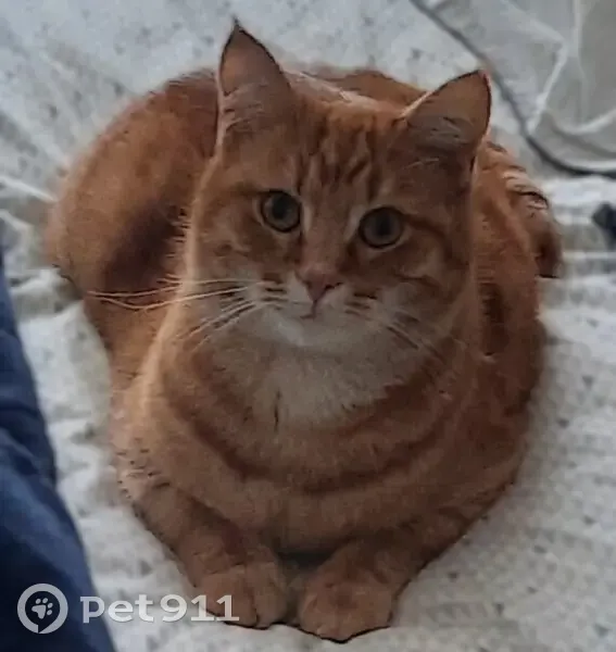 Chat roux mâle trouvé à Franconville - photo