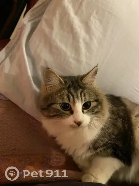 Chatte tigrée poil long disparue à Paris - photo