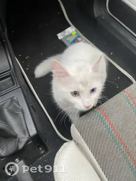 Chat trouvé : Blanche, yeux vairons, Décines - photo