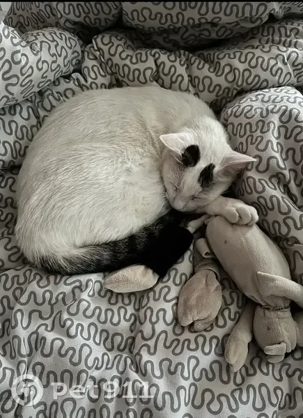 Chat blanc perdu à Lunel, rue Baudelaire - photo