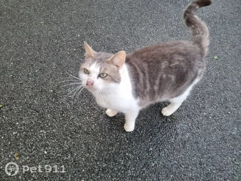 Chat blanc et gris trouvé à Saint-Carné - photo