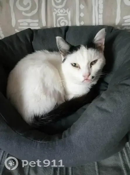Chatte blanche-noire perdue à Limoges - photo