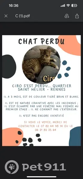 Chat perdu, Rue Alain Gerbault, Rennes - photo