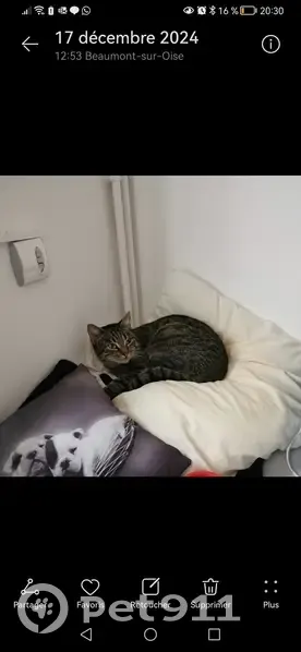 Chatte tigrée perdue à Beaumont-sur-Oise - photo
