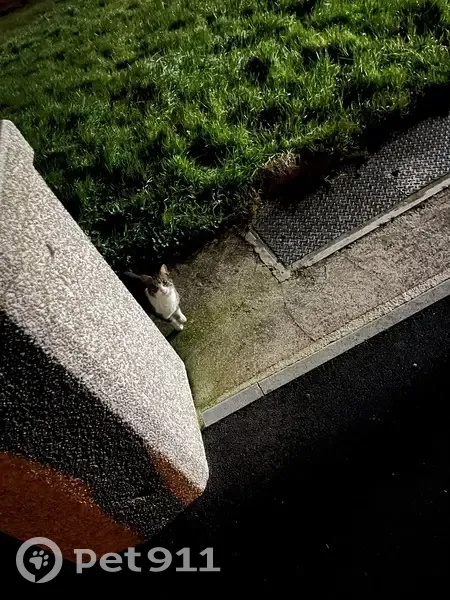 Chat tigré gris aperçu à Béhen - photo