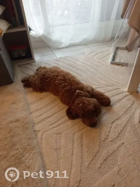 Caniche caramelle perdue à Lormont - photo