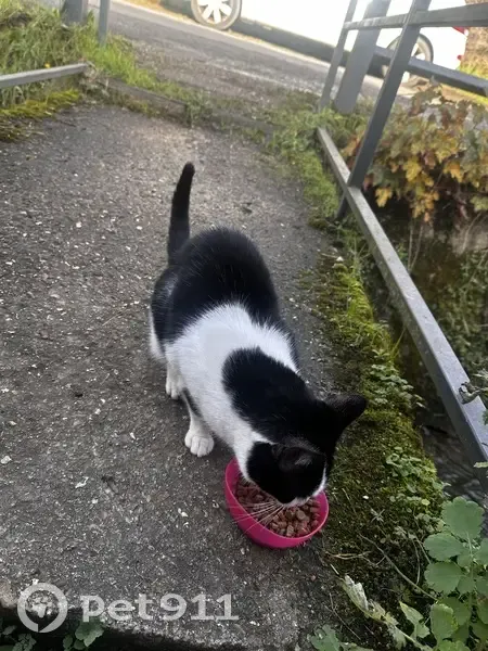 Chat trouvé à Bièvres, très social - photo