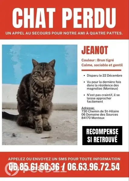 Chat perdu à la Résidence Magnolia - photo