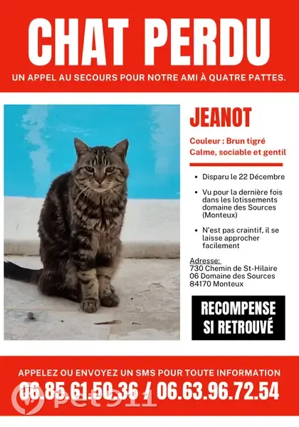 Chat perdu à Monteux : Jeanot disparu - photo