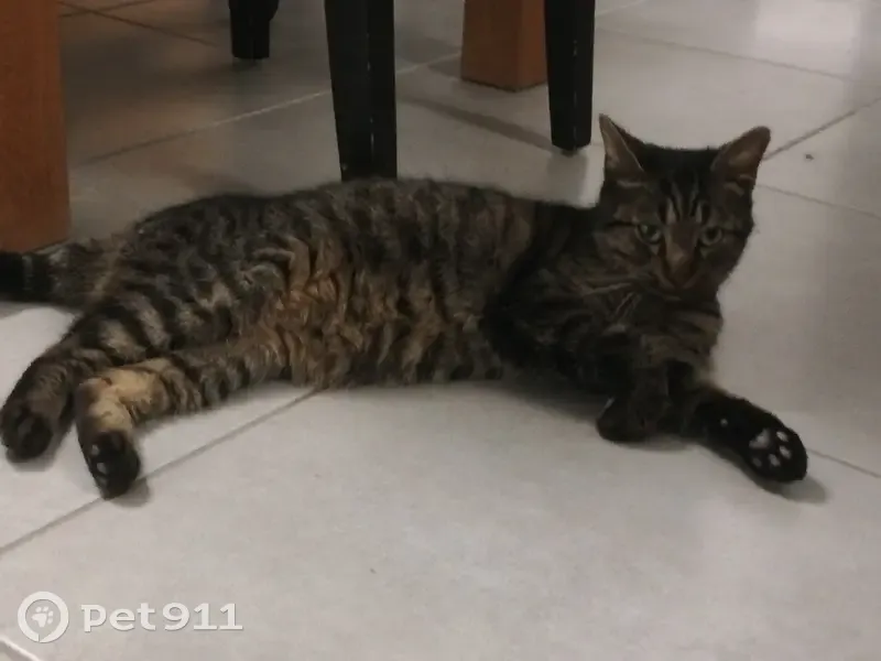 Chat tigré trouvé, très affectueux - photo
