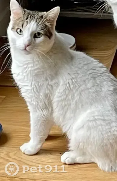 Chat blanc Rio perdu à Garches - photo