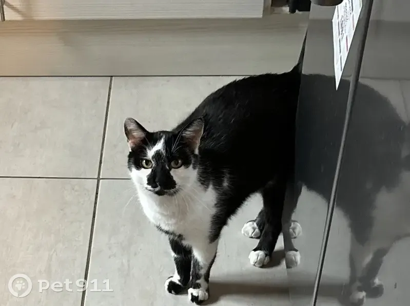 Chat perdu : mâle noir/blanc, pucé, peureux - photo