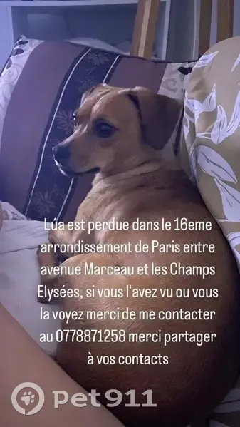 Chien marron Lua perdu à Paris, cicatrice - photo