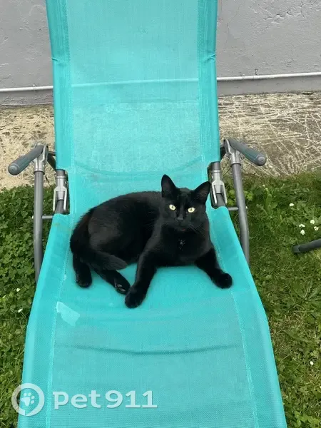 Chat noir Willy perdu, collier rouge Halluin - photo