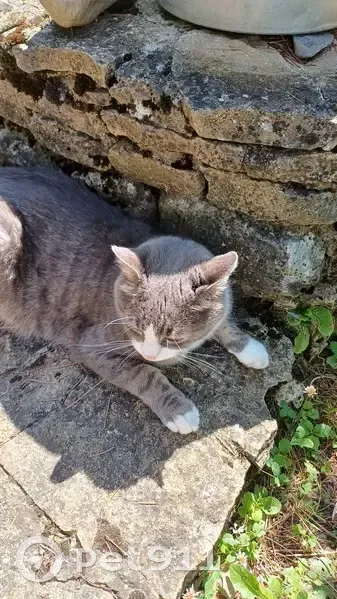 Chat perdu à Ballaison : Martin, castré - photo