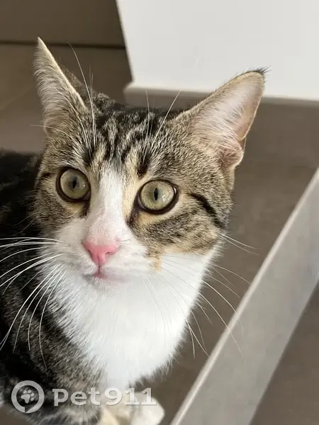 Chat trouvé sociable, castré à Prunellu - photo