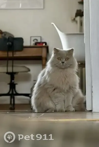 Ramses, chat British longhair perdu - photo
