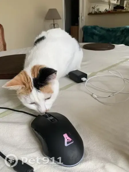 Chatte Lyre disparue à Maslacq - photo