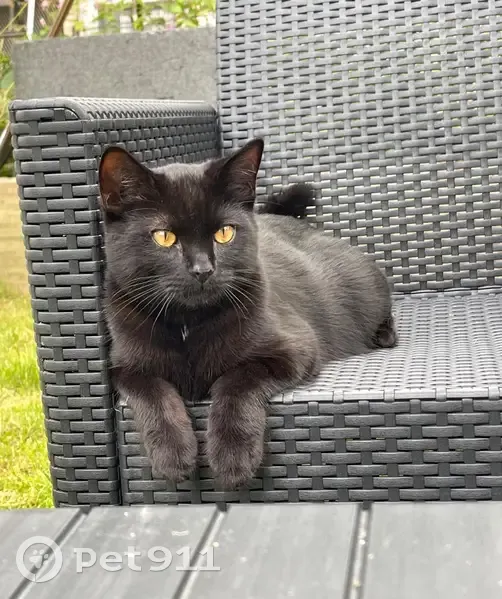 Chat noir perdu à Corbeil-Essonnes - photo