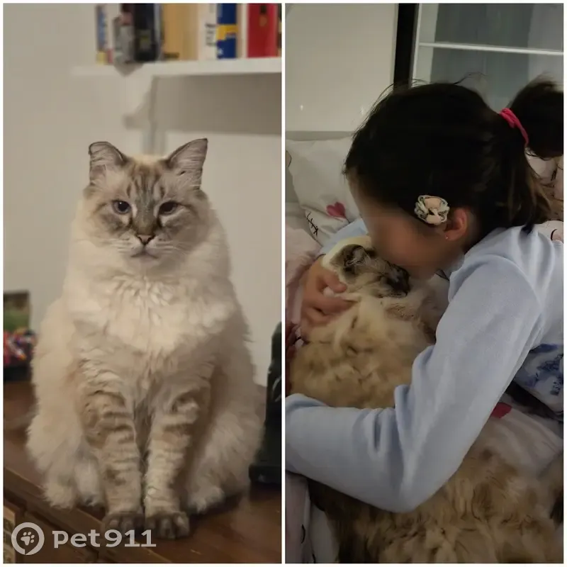 Chat beige aux yeux bleus perdu à Marseille - photo