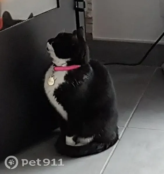 Chatte noire et blanche perdue à Perpignan - photo