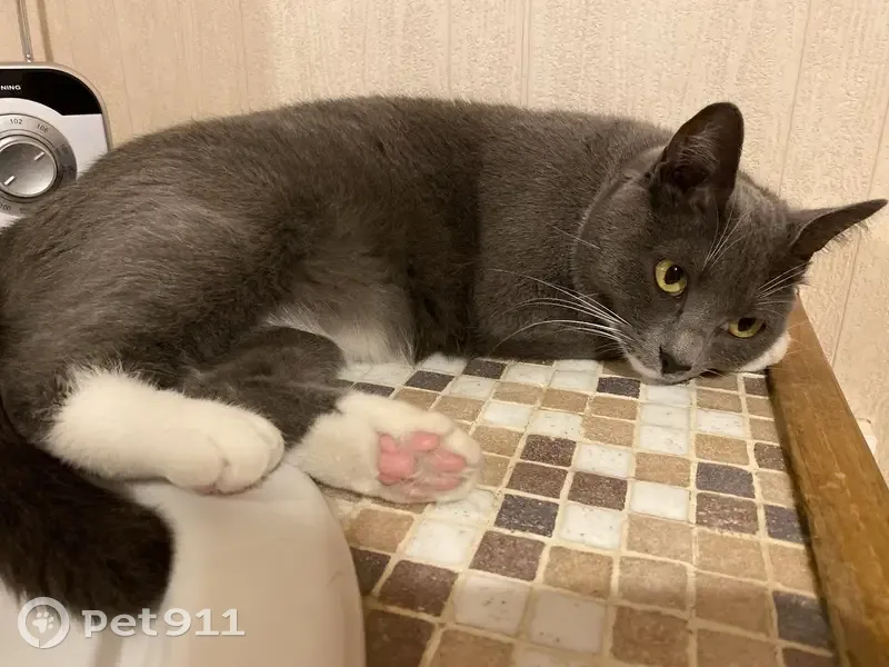 Chat gris perdu, Allée du Picpoul, 75 - photo
