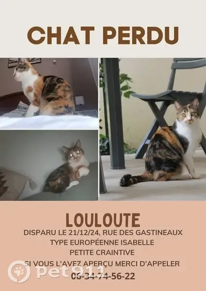 Chatte isabelle disparue à Vayres - photo