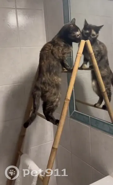 Chatte tigrée 5 ans perdue à Lyon - photo