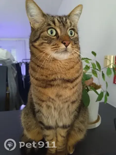 Chat mâle tigré disparu à Savigny - photo