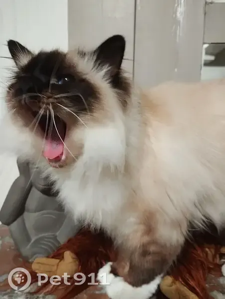 Chatte Sacré de Birmanie perdue à Arras - photo