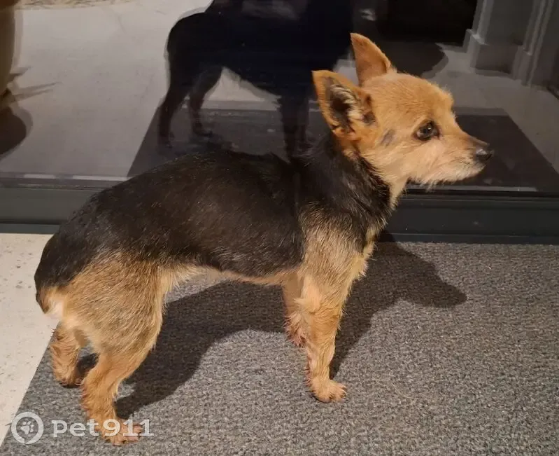 Chienne trouvée près de la Mairie de Ranzay - photo