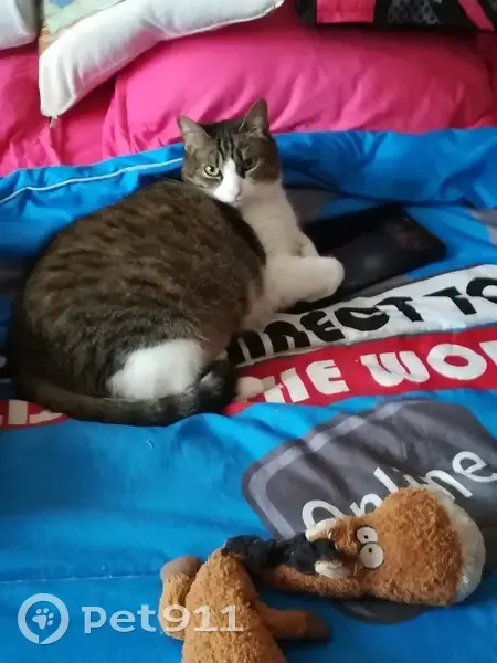 Chatte européenne disparue à Bagnizeau - photo