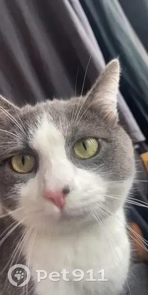 Chat perdu avec tache noire à Famars - photo