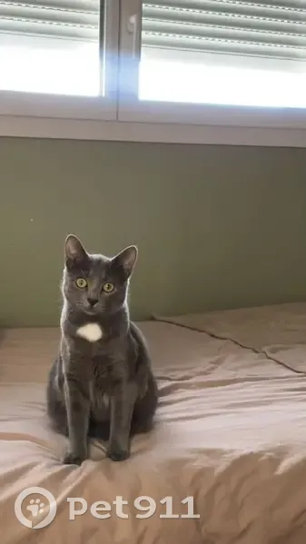 Chat européen gris perdu à Sotteville - photo