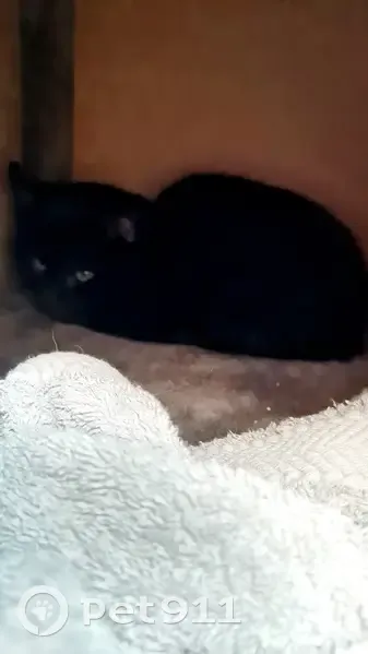 Chaton noir trouvé à Saint-Brieuc - photo