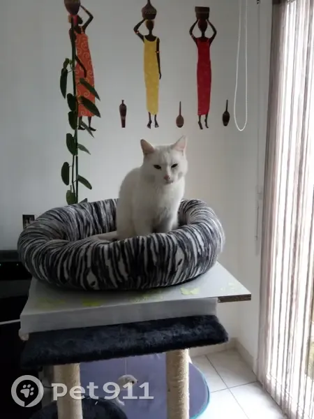 Chat blanc disparu à Argences, Normandie - photo