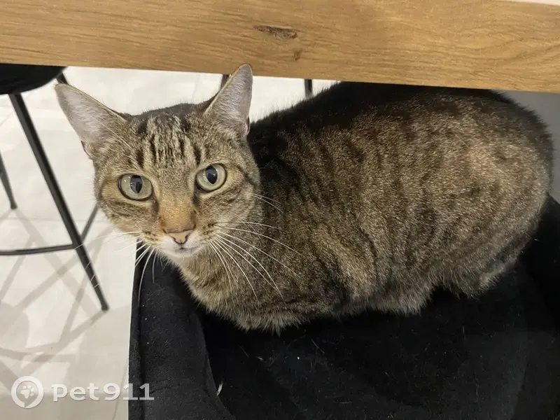 Chatte tigrée perdue à Tinténiac - photo
