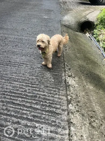 Chien mâle trouvé, collier vert, Lamentin - photo