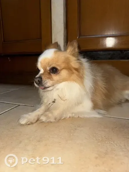 Chien trouvé à Ampuis, réf. D386, 6 ans - photo