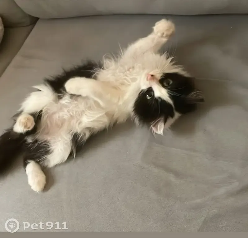 Chat perdu : Keiko, mâle craintif, Marseille - photo