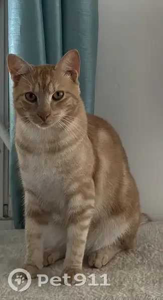 Chat roux perdu à Lannoy, rue de Lille - photo