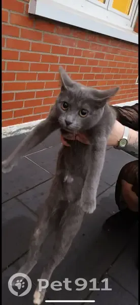 Jeune chat trouvé stérilisé à Erquinghem-Lys - photo