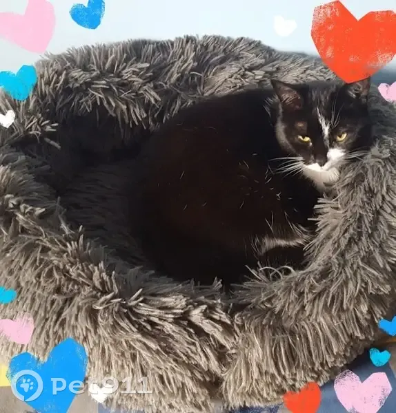 Chatte noire et blanche perdue à Escoville - photo