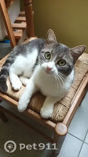 Chatte blanche et grise perdue à Surville - photo