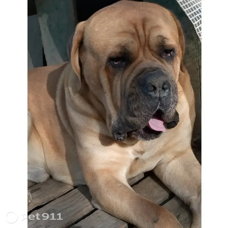 Cane corso mâle perdu à Lacaze - photo