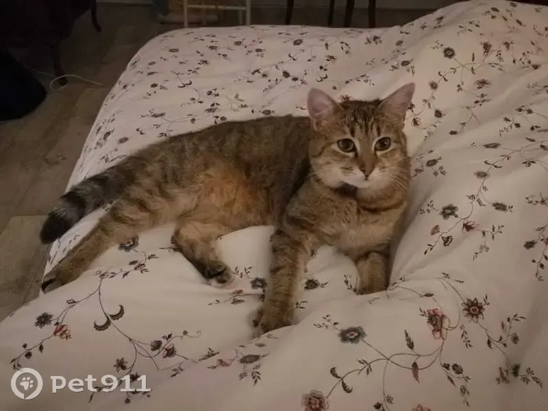 Chatte tigrée disparue à Bouguenais - photo