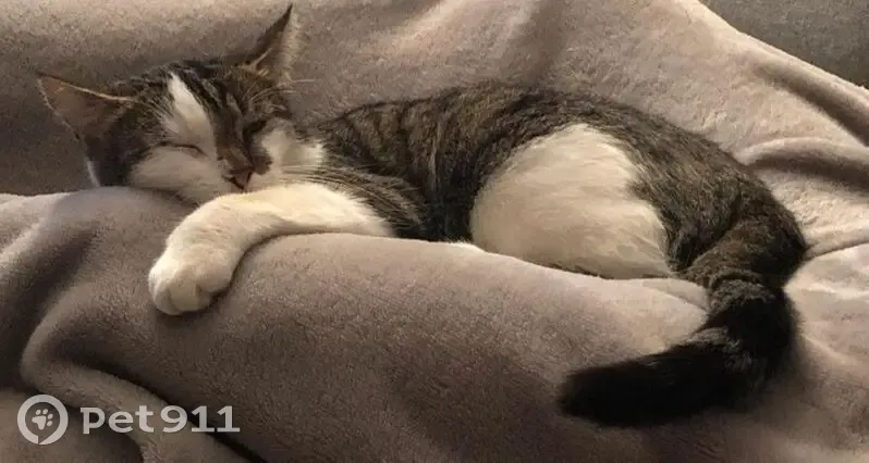 Chat tigré-blanc perdu à Laiz - photo