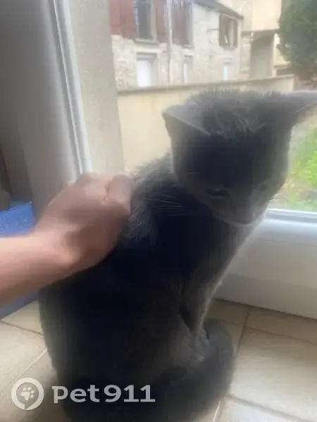 Chatte grise perdue à Labenne Est - photo